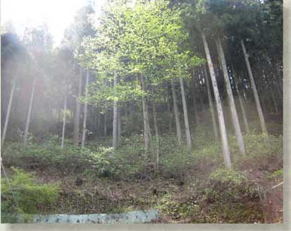 手入の行き届いた奥多摩の山林