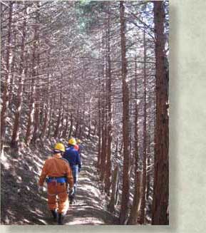 植林後ほとんど手入の入っていない山林